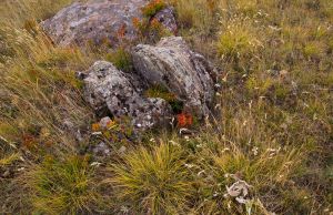 Of Rocks, and Grass, and Flowers